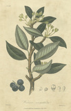 Woodland Foliage III