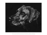 Canine Scratchboard XXVIII
