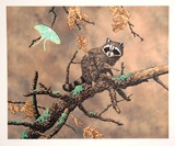 Luna (Racoon)