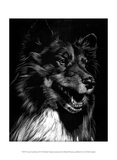 Canine Scratchboard X