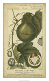 Exotic Botanica I