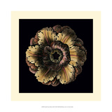 Small Classic Rosette III