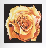 Yellow Rose