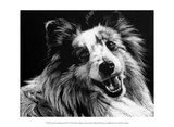 Canine Scratchboard XXVI