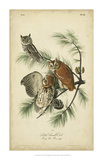 Audubon Screech Owl