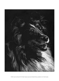 Canine Scratchboard XI