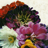 Zinnia Blooms II