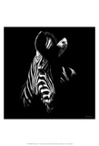 Wildlife Scratchboards V