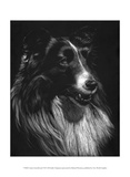 Canine Scratchboard VII
