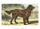 Man's Best Friend I