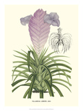 Lavender Orchids III