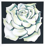 White Rose