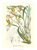 Lavender Orchids IV