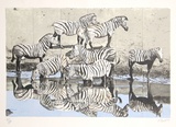 Zebras 2