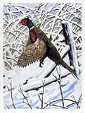 Ringnecked Pheasant