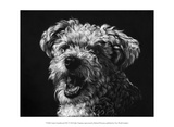 Canine Scratchboard XXV