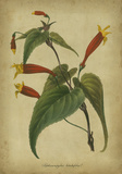 Vermilion Blooms IV
