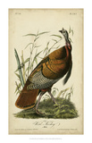 Audubon Wild Turkey