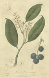 Woodland Foliage II