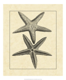 Antique&Deckle Vintage Starfish I