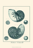 Shells in Aqua I