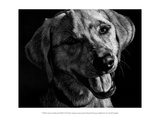 Canine Scratchboard XXIII