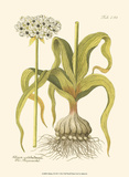Allium  Pl 258
