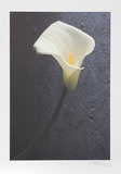 Solo Flower