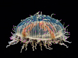 Flower Hat Jelly  Monterey Bay Aquarium  California