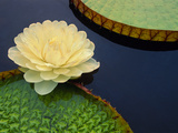 Giant Water Lily  Pantanal  Brazil