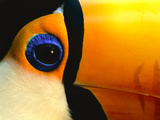 Toco Toucan Face  Pantanal  Brazil