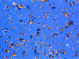 Monarch Butterflies in Flight  Michoacan  Mexico