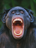 Bonobo Grimacing