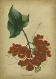Vermilion Blooms II