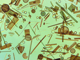 Diatoms  Farlow Herbarium  Harvard University