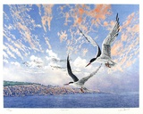 Common Terns