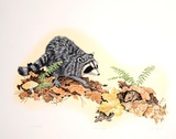 Deer Mouse