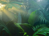 Rainforest Vegetation in Morning Light