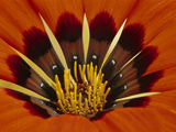 Gazania  Niewoudtville  South Africa