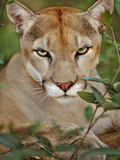 Cougar  Belize