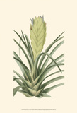 Tropical Fancy II