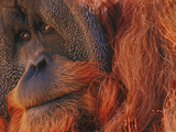 Bornean Orangutan  Borneo