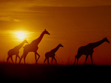 Giraffes at Sunset  Okavango Delta  Botswana
