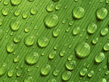 Waterdrops on Leaf  Tambopata National Reserve  Peru