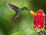 Green-Crowned Brilliant Hummingbird Feeding on Ginger Torch  Costa Rica