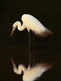 Great Egret in Lagoon  Pantanal  Brazil