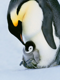 Emperor Penguin with Chick on Feet  Weddell Sea  Antarctica