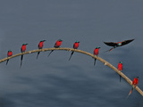 Southern Carmine Bee Eaters  Luangwa Valley  Zambia