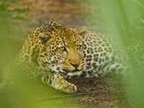 Leopard  Niokolo-Koba National Park  Senegal