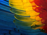 Scarlet Macaw Wing Plumage  Manu National Park  Peru